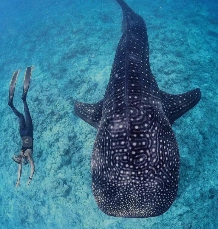 Whale Shark Tour